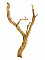 Ghostwood gezandstraald 75cm